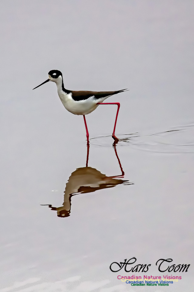 Black-necked Stilt 604