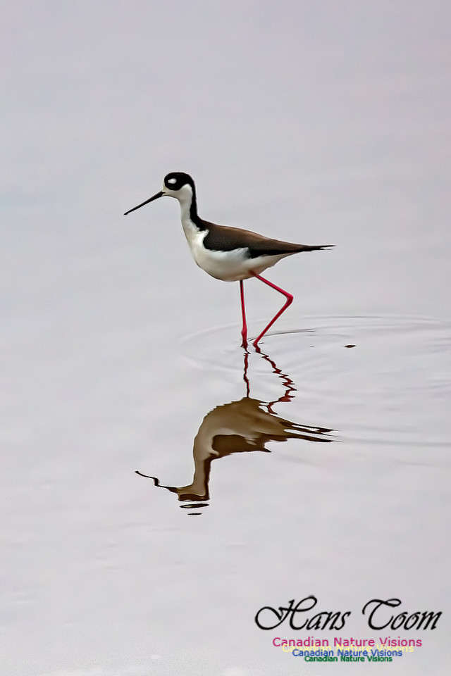 Black-necked Stilt 605