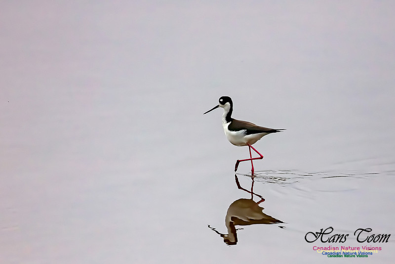 Black-necked Stilt 606