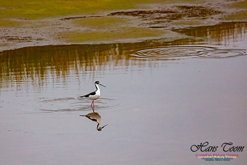 Black-necked Stilt 607