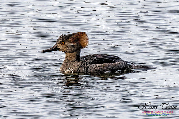 Hooded Merganser 450