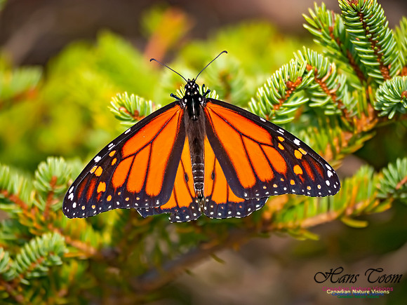 Monarch Butterfly 501
