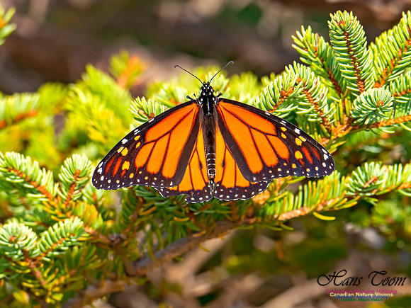 Monarch Butterfly 502