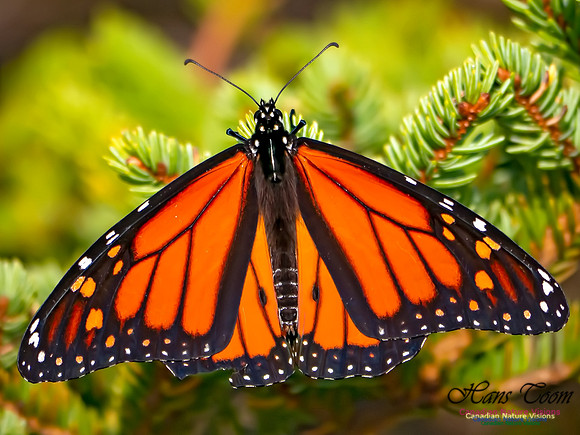 Monarch Butterfly 500