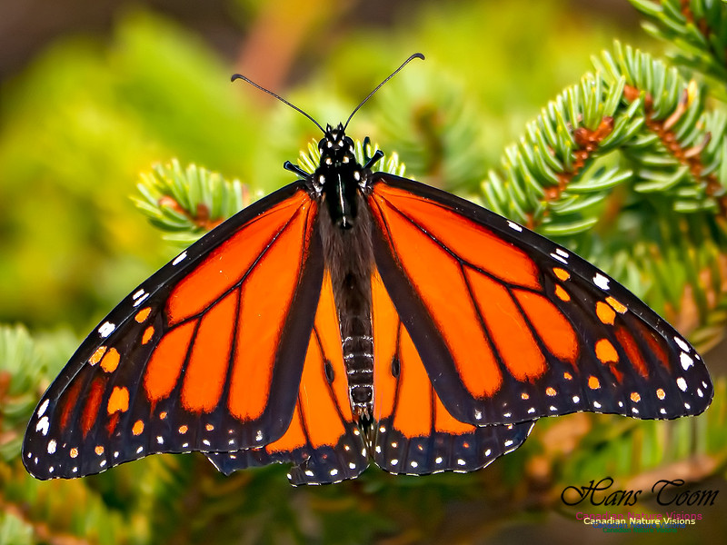 Monarch Butterfly 500