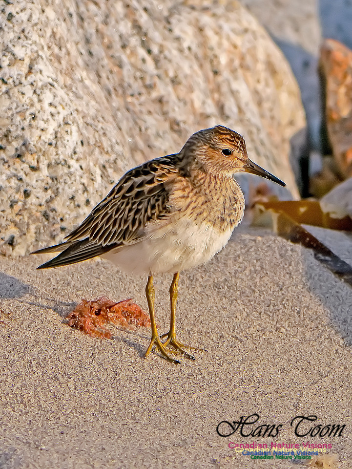 Pectoral Sandpiper 14