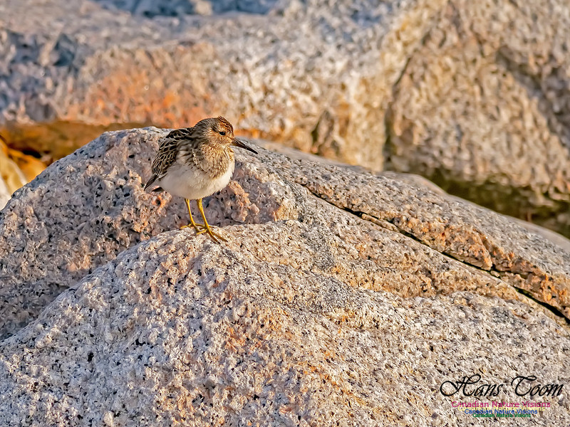 Pectoral Sandpiper 15