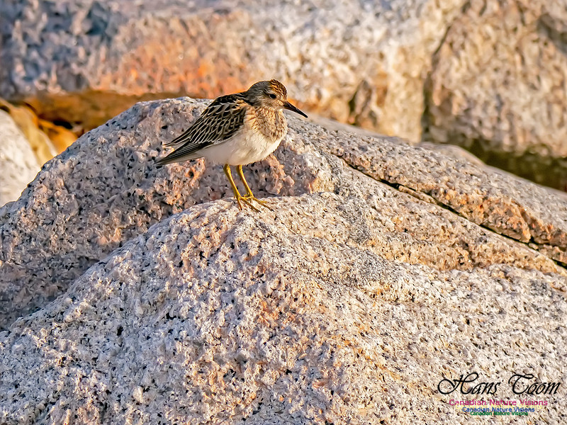 Pectoral Sandpiper 16