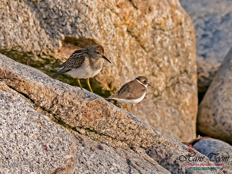 Pectoral Sandpiper and Semipalmated Plover 10