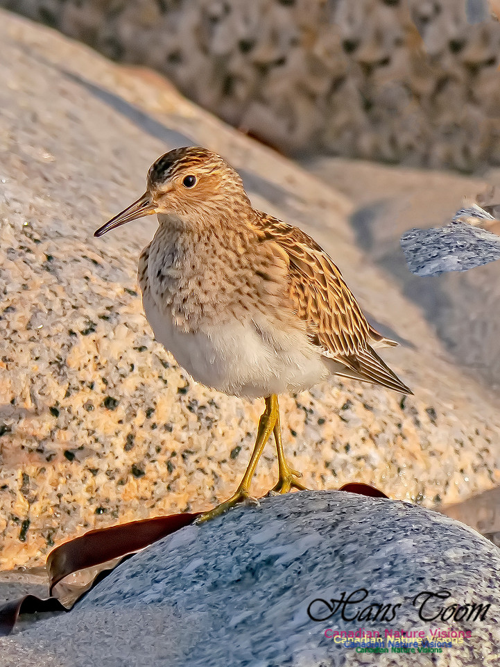 Pectoral Sandpiper 11