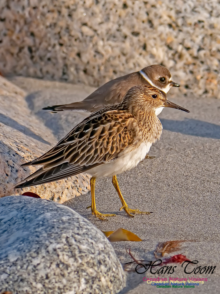 Pectoral Sandpiper 12
