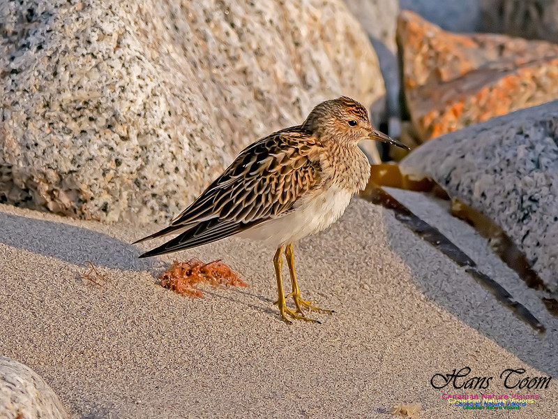 Pectoral Sandpiper 13