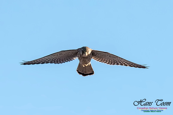 Eurasian Kestrel