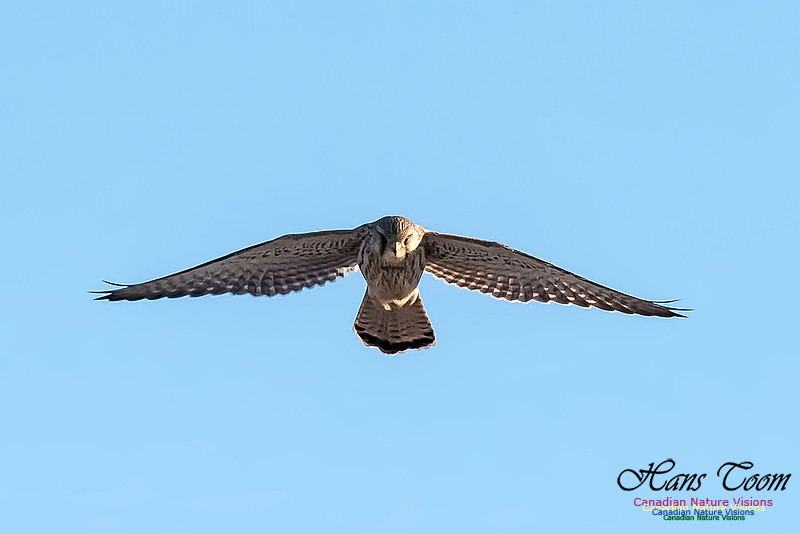Eurasian Kestrel