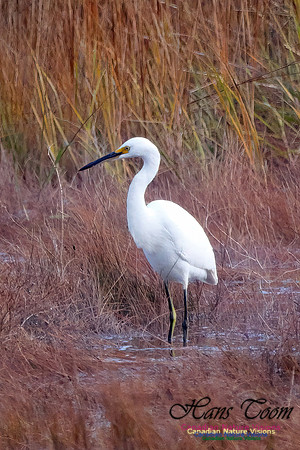 Snowy Egret 502