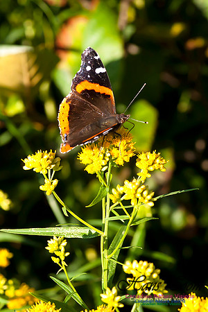 Red Admiral