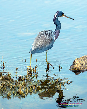 Tricoloured Heron 69