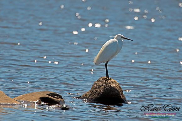 Little Egret