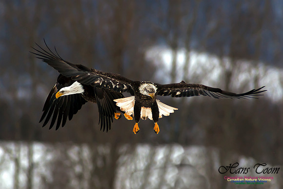 Bald Eagle