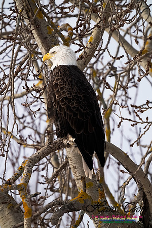 Bald Eagle 100