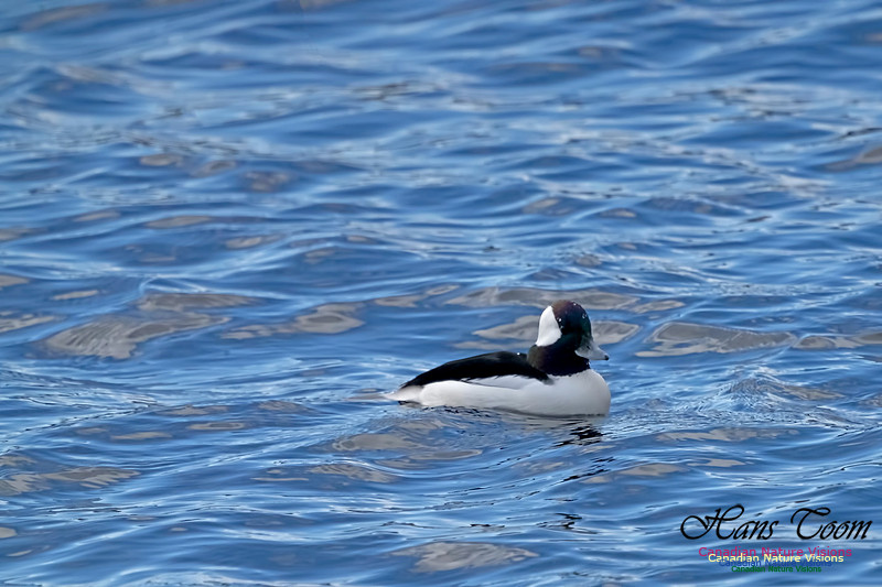 Bufflehead 104