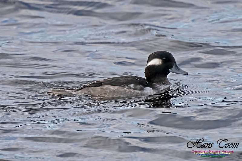 Bufflehead 102