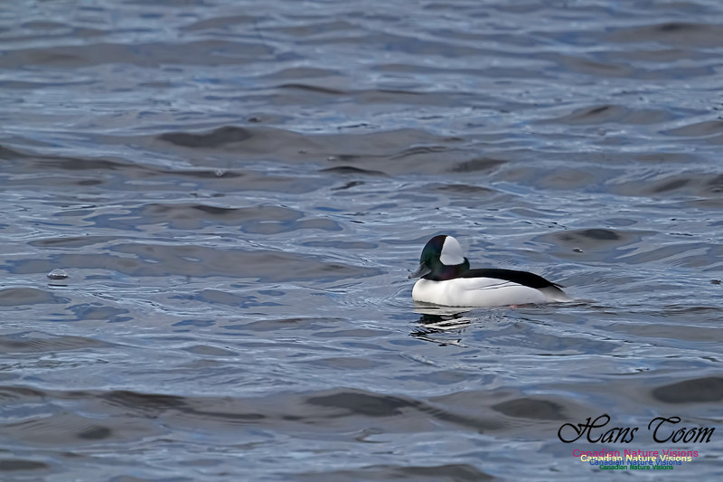 Bufflehead 105