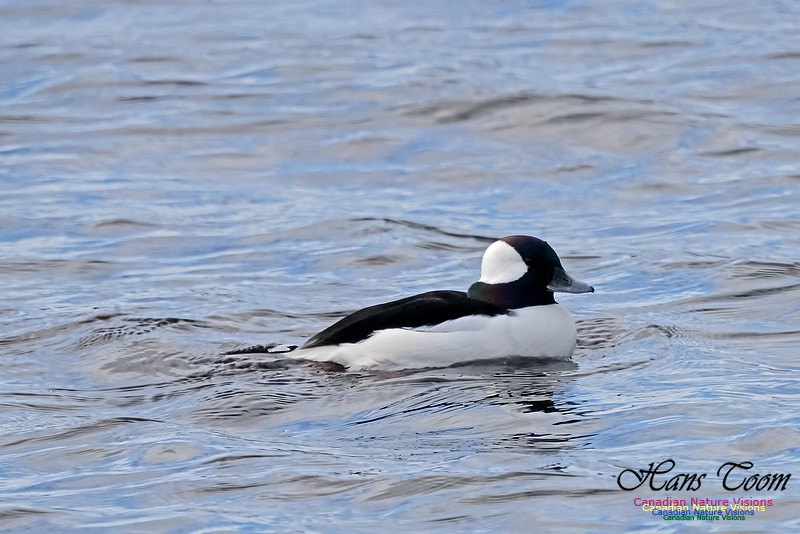 Bufflehead 101