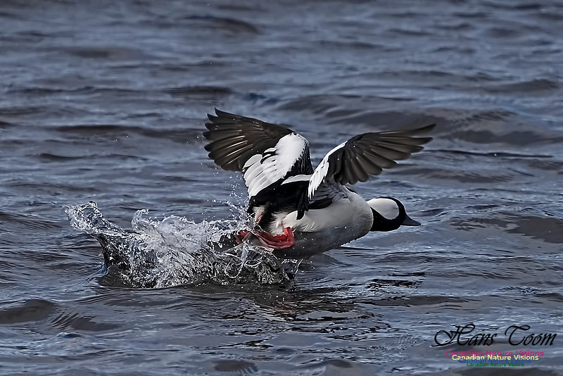 Bufflehead 106