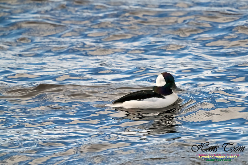 Bufflehead 103