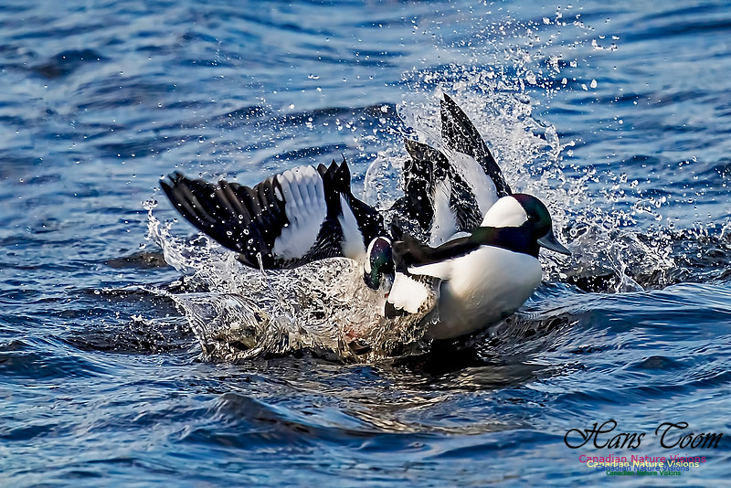 Bufflehead 107