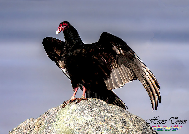 Turkey Vulture 103