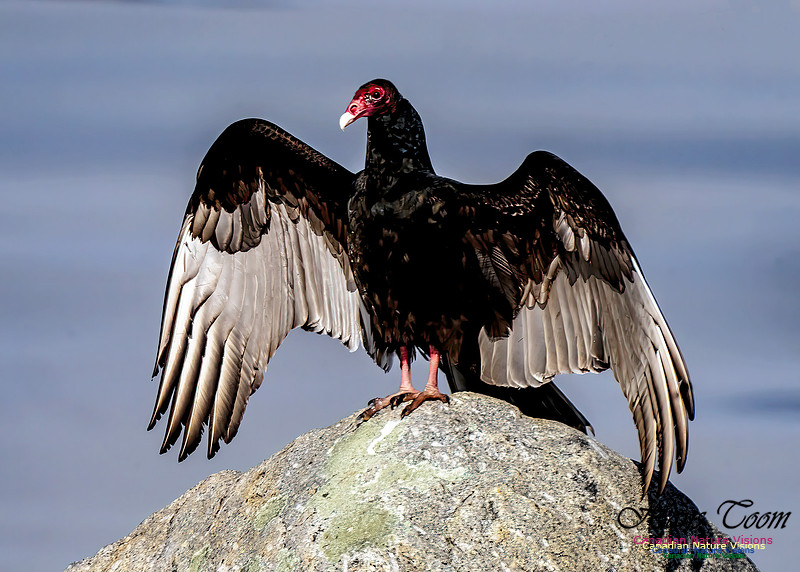 Turkey Vulture 100