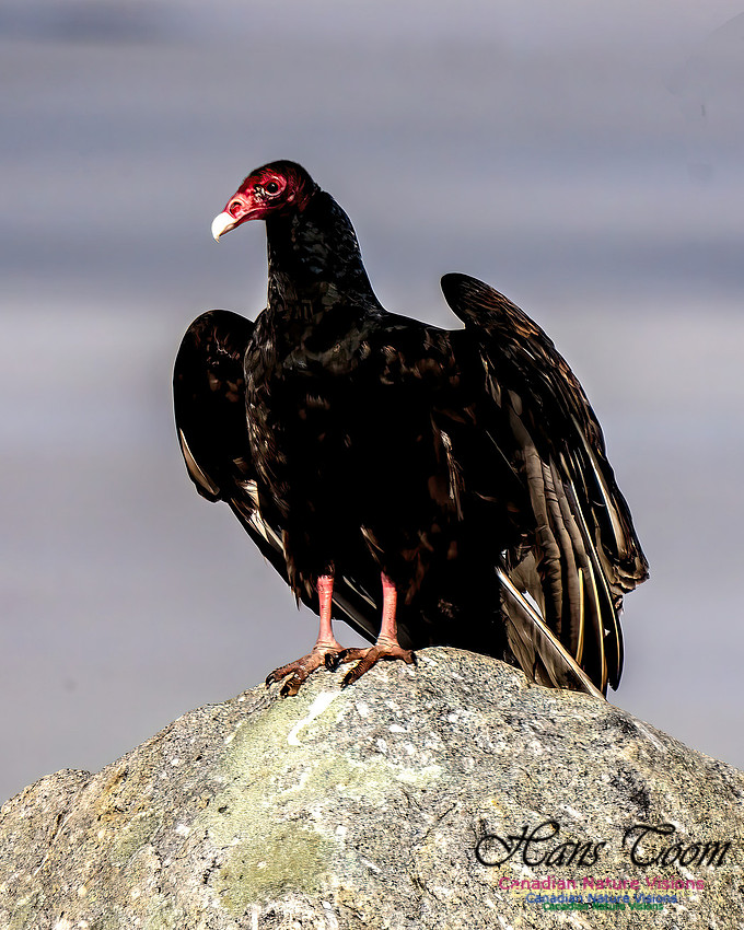 Turkey Vulture 104