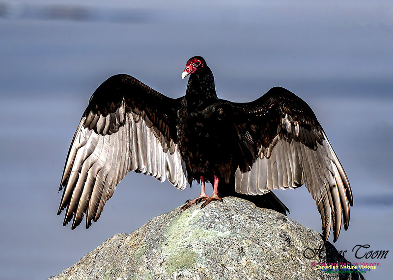 Turkey Vulture 101