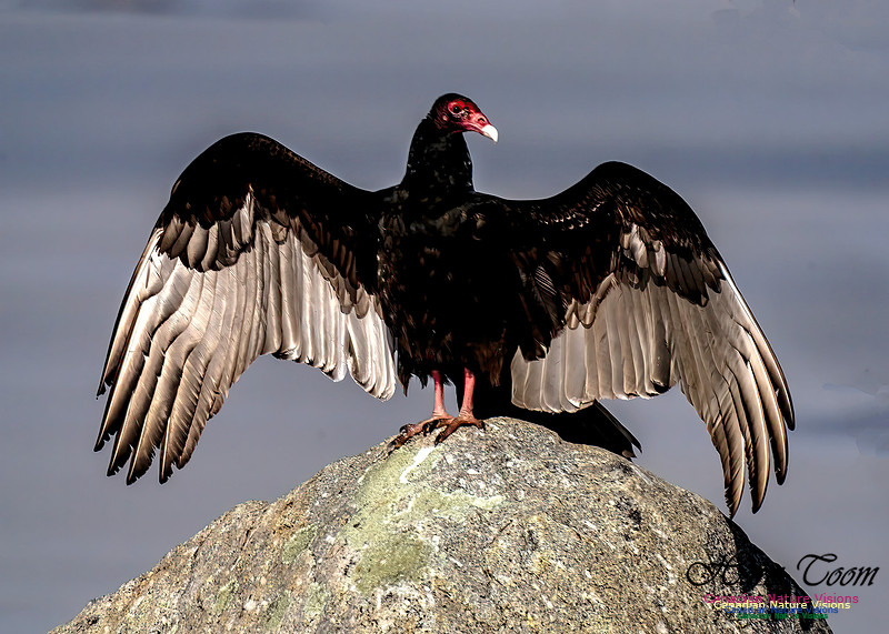 Turkey Vulture 102