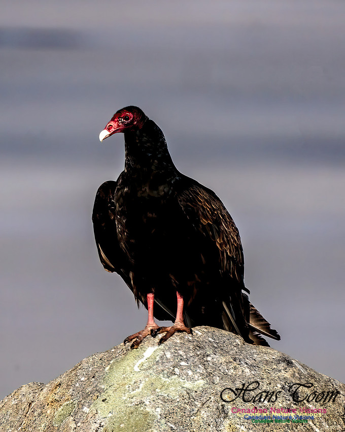 Turkey Vulture 106