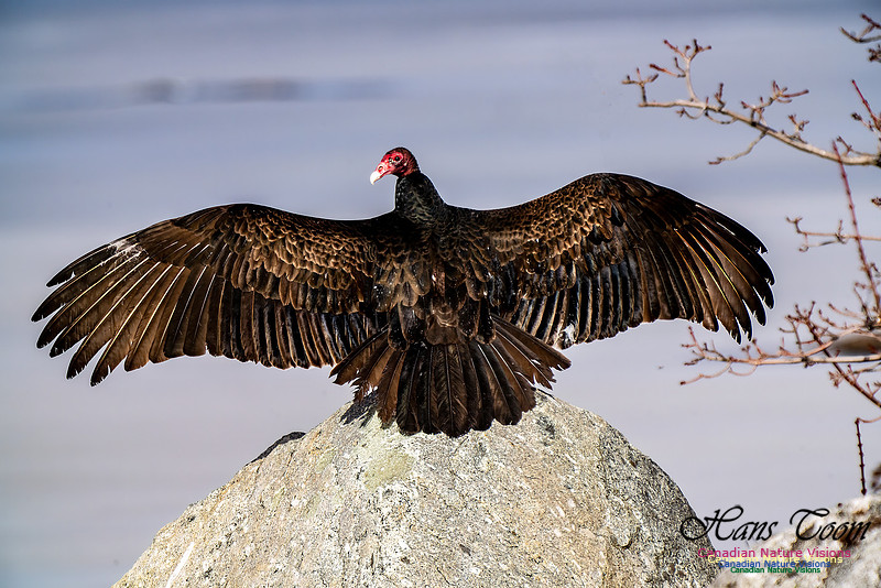 Turkey Vulture 107