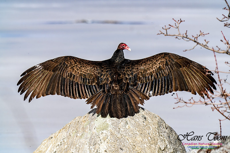 Turkey Vulture 108