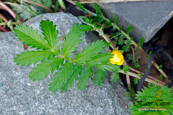 Cinquefoil