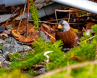 Grey-crowned Rosy Finch
