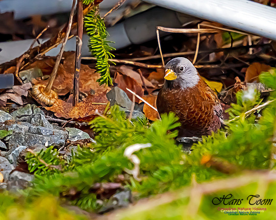 Grey-crowned Rosy Finch 100