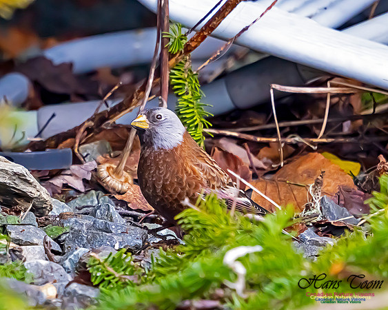 Grey-crowned Rosy Finch 101