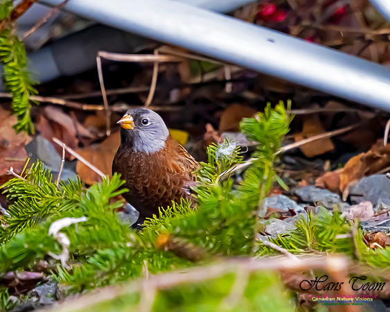 Grey-crowned Rosy Finch 102
