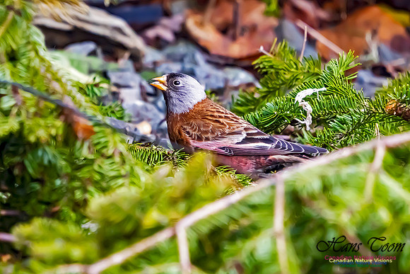 Grey-crowned Rosy Finch 103