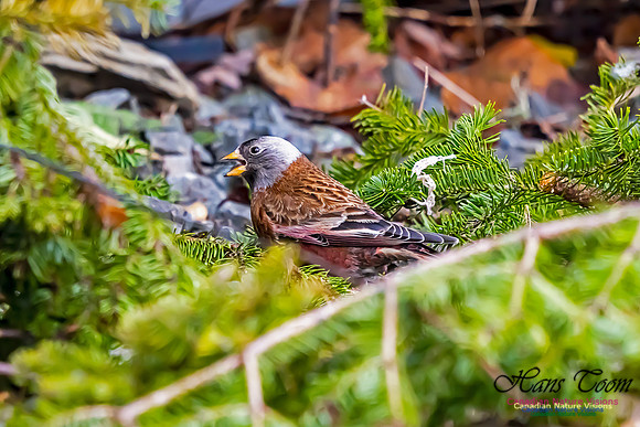 Grey-crowned Rosy Finch 104