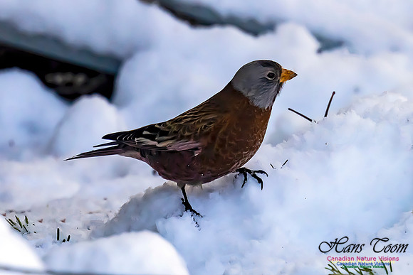 Grey-crowned Rosy Finch 105