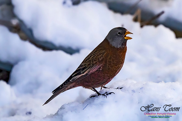 Grey-crowned Rosy Finch 106