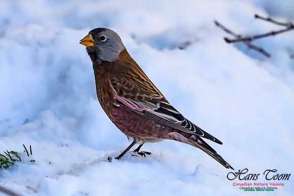 Grey-crowned Rosy Finch 107