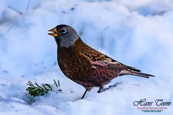 Grey-crowned Rosy Finch 108